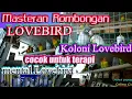 Download Lagu ROMBONGAN LOVEBIRD KOLONI [cocok untuk masteran mental lovebird] MP3