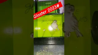 كناري الجلوستر جلوستر انتاج الجلوستر 