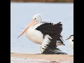 Download Lagu Heartbreaking to see #beautiful #pelicans #birds with a broken wing #wildlife #nature #animals