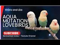 Download Lagu Aqua Mutation Lovebirds #normaniran1 #aquablue1 #aquablue2