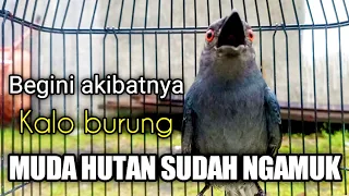 srigunting gacor ngamuk ngekek bongkar materi sadis bikin yg lain nyaut srigunting abu abu gacor