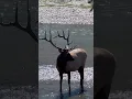 Download Lagu Elk Cows and Calves emerge from Bow River as Bull keeps a watchful eye in the rear