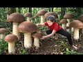 Download Lagu Harvesting 1000+ Chicken Thighs Mushroom in The Amazon To Sell At Market - Cook Mushroom Five-Color MP3