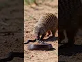 Lagu Mongoose vs Black Mamba: Mother’s Deadly Fight for Her Babies! 🐍🔥