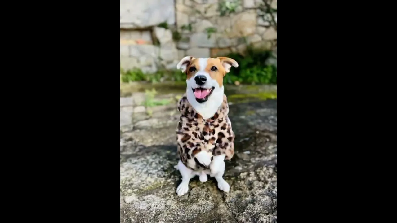 Dog Dance Локи Бобо