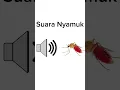 Download Lagu Suara Nyamuk Ganggu Orang Tidur#shorts