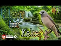 Download Lagu Suara Burung Kekep Babi // Masteran Burung Kicau #masterkicau