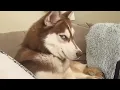 Get a Husky they said It will be fun