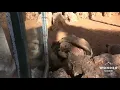 Giant Tortoise Mating Call - WOW