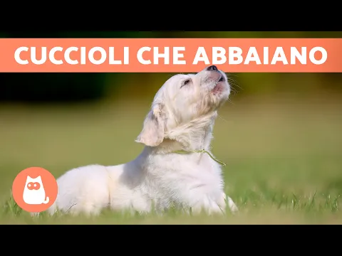 Download MP3 CUCCIOLI di CANE che ABBAIANO 🐶 🔊 Tenerissimi e adorabili!