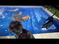 Download Lagu A group of excited retrievers at the night pool and my kids as usual
