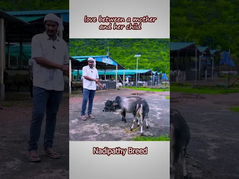 Can You Keep a Cow as a Pet? Meet the 1-2 Feet Angel Cows | Nadipathy Goshala