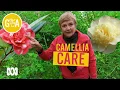 Rejuvenate Your Camellias Gardening 101 Gardening Australia