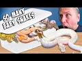 Baby Snake Explosion Hundreds Of Snakes Hatch