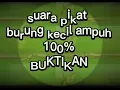 Download Lagu Suara pikat burung kecil pleci sogok ontong renjak cipoh 100 % akurat ampuh