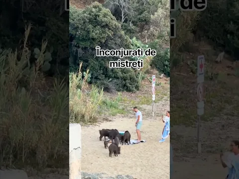😲 mistreții  au înconjurat un cuplu