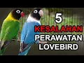 Download Lagu 5 Kesalahan FATAL dalam Merawat LOVEBIRD yang harus DIWASPADAI