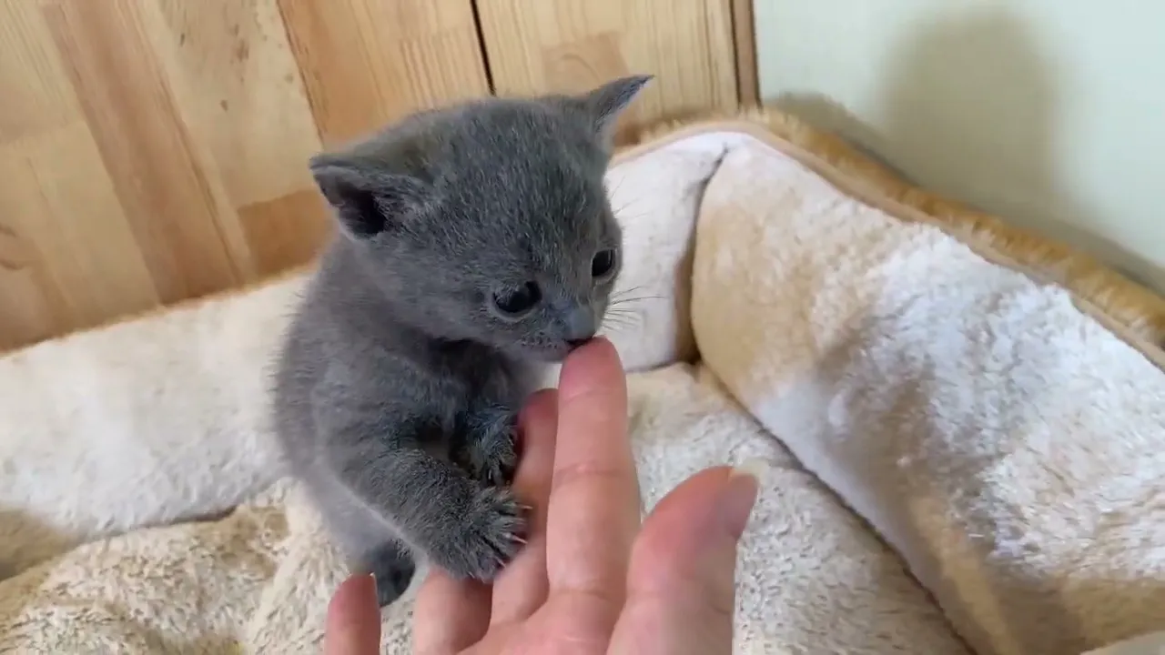 動画