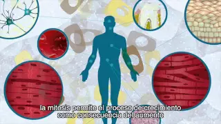 Ciclo celular: mitosis (subtitulado)