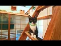 Lagu Ik verbleef in een afgelegen verlaten schoolhotel in Japan met geredde katten