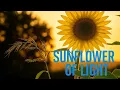 Download Lagu “Sunflower of Light”#sunflower #sunfloweroflight #floweroflight #nature #flowers