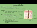 Integumentary System Lecture CHAPTER 5