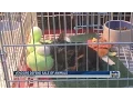 Vendors defend sale of animals at Mobile Flea Market