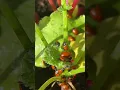 Tackling aphid and spider mite infestation ladybug feast