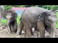 Naughty Baby Elephant Kicks His Friends and Rules the Playground!