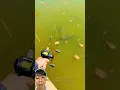 Download Lagu mancing ikan bawal monster depan mata nih bos ‼️ fishingvideo
