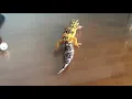 Leopard gecko makes annoyance sounds