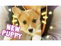 I GOT A PUPPY