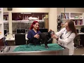 Welcome to East Valley Emergency Pet Clinic