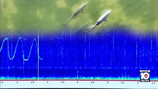 FAU researchers studying chatter among dolphins, fish
