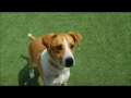 BDRR Gulliver aka Cooper