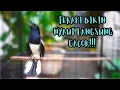 Download Lagu AWAS KACERMU KONSLET JEBOL EMOSINYA DENGAR INI LANGSUNG ON BONGKAR ISIAN !! KACER GACOR ISIAN!!!
