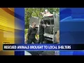 Pennsylvania SPCA rescues over 70 dogs cats birds from home