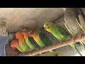Download Lagu Parrot enclosure. Caught a stranger.