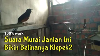 the sound of the newest male stone magpie seduces a female makes you cant stand it