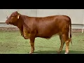 J J Cattle Co Open Replacement Heifer Online Auction