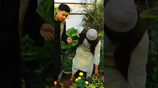 پنجاه نوع گل  برنامه کامل را از دست ندهید  دندنها