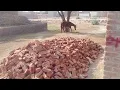 Village awesome brown white ghoda