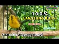 Lagu Cui!t CRet CRAT CRET CRUUit PANCINGAN SOGON AGAR MUDAH BUNYI #pancingansogon #pancingansogokontong