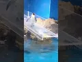 Download Lagu FUNNY PENGUIN MOMENTS! WATCH UNTIL END! PENGUIN SLIPS FROM SLIDE!🐧