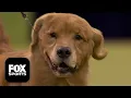 The Sporting Group 2026 Westminster Dog Show