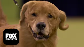 Play trivia and poll mini-games with friends, while you watch the-sporting-group-2026-westminster-dog-show (2026). Who will be crowned Best in Show?!