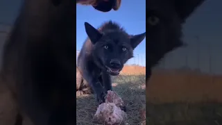 ذئب الشيب ذيب يأكل لحم صوت افتراس 