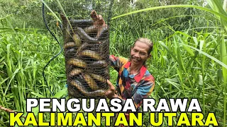 MUSIM HUJAN TIBA, PAK KASTURI BERBURU LELE LEMBAT DI RAWA KALIMANTAN