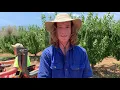 Mini Documentary - Life at Cherryhill Cobram cherry harvest 2018
