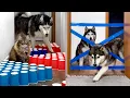 Owner has New Challenges For Dogs and Cats ALL the TIME part 2